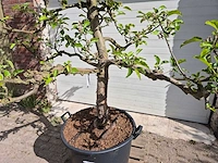Appelboom elstar - fruit tree - malus domestica - hoogte ca. 300 cm - afbeelding 2 van  6