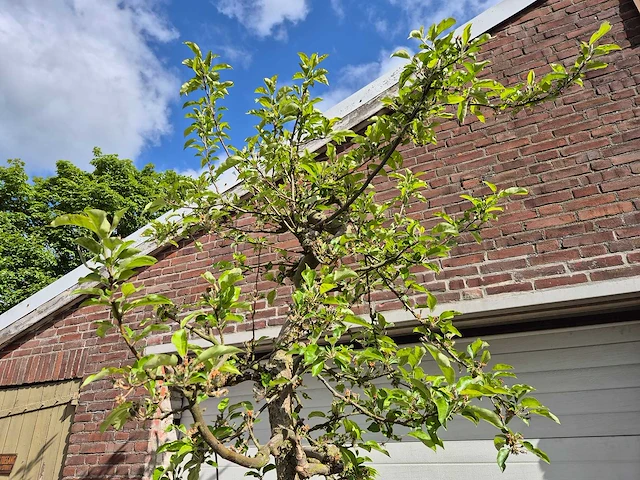 Appelboom elstar - fruit tree - malus domestica - hoogte ca. 300 cm - afbeelding 3 van  6