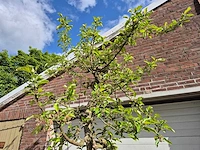 Appelboom elstar - fruit tree - malus domestica - hoogte ca. 300 cm - afbeelding 3 van  6