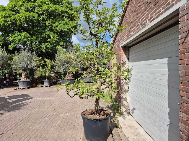 Appelboom elstar - fruit tree - malus domestica - hoogte ca. 300 cm - afbeelding 4 van  6