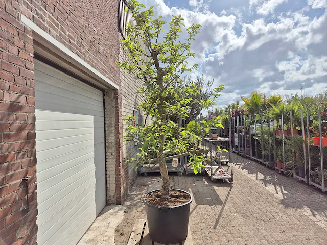 Appelboom elstar - fruit tree - malus domestica - hoogte ca. 300 cm - afbeelding 5 van  6