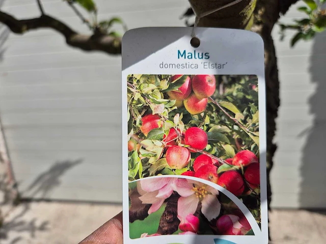 Appelboom elstar - fruit tree - malus domestica - hoogte ca. 300 cm - afbeelding 6 van  6