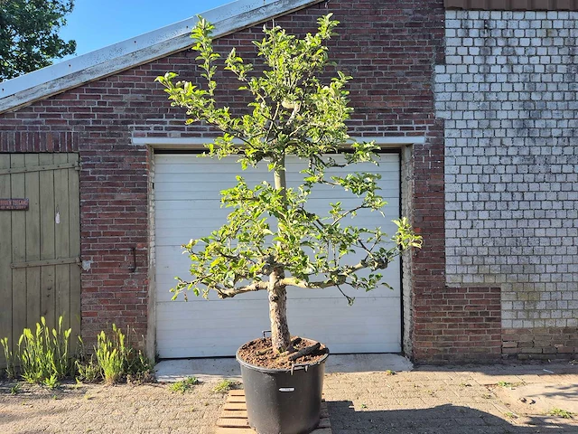 Appelboom elstar - fruit tree - malus domestica - hoogte ca. 300 cm - afbeelding 1 van  7