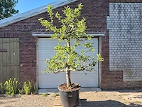 Appelboom elstar - fruit tree - malus domestica - hoogte ca. 300 cm - afbeelding 1 van  7