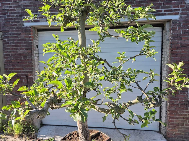 Appelboom elstar - fruit tree - malus domestica - hoogte ca. 300 cm - afbeelding 2 van  7