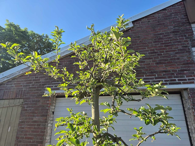 Appelboom elstar - fruit tree - malus domestica - hoogte ca. 300 cm - afbeelding 3 van  7