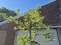 Appelboom elstar - fruit tree - malus domestica - hoogte ca. 300 cm - afbeelding 3 van  7