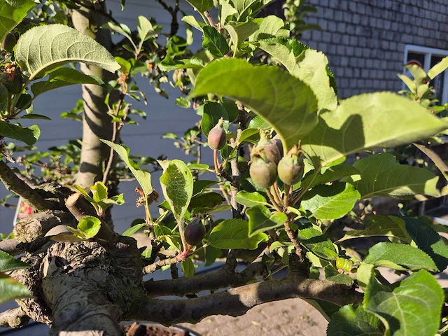 Appelboom elstar - fruit tree - malus domestica - hoogte ca. 300 cm - afbeelding 4 van  7