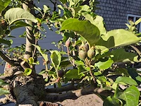 Appelboom elstar - fruit tree - malus domestica - hoogte ca. 300 cm - afbeelding 4 van  7