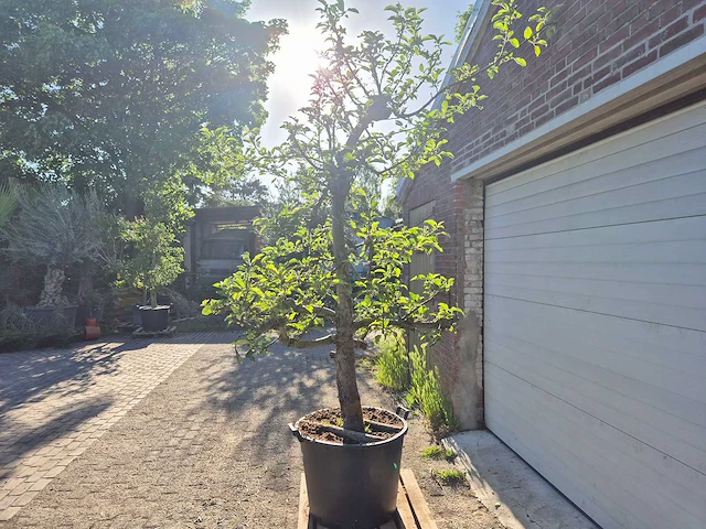 Appelboom elstar - fruit tree - malus domestica - hoogte ca. 300 cm - afbeelding 5 van  7