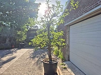 Appelboom elstar - fruit tree - malus domestica - hoogte ca. 300 cm - afbeelding 5 van  7