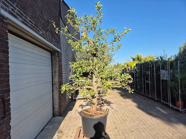 Appelboom elstar - fruit tree - malus domestica - hoogte ca. 300 cm - afbeelding 6 van  7
