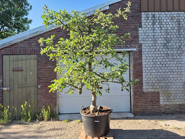 Appelboom elstar - fruit tree - malus domestica - hoogte ca. 300 cm - afbeelding 1 van  7
