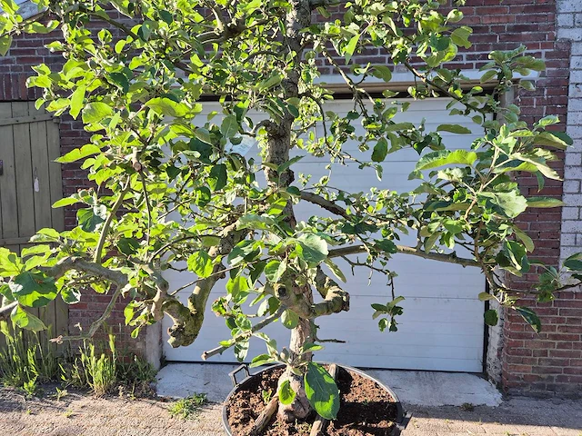 Appelboom elstar - fruit tree - malus domestica - hoogte ca. 300 cm - afbeelding 2 van  7
