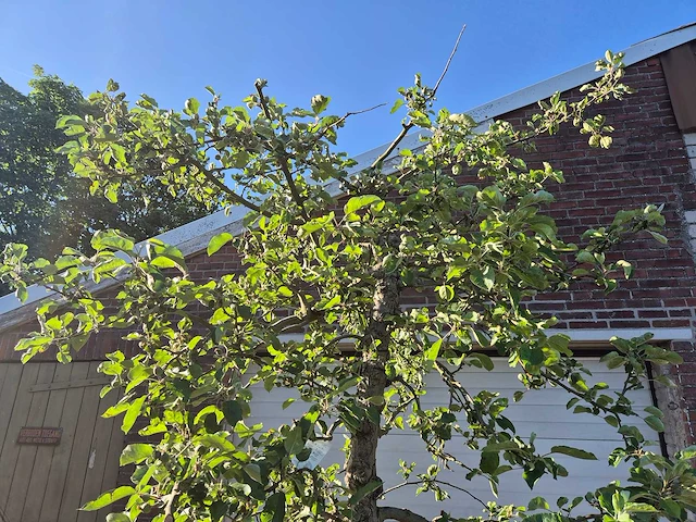 Appelboom elstar - fruit tree - malus domestica - hoogte ca. 300 cm - afbeelding 3 van  7