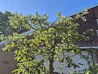 Appelboom elstar - fruit tree - malus domestica - hoogte ca. 300 cm - afbeelding 3 van  7