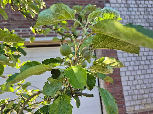 Appelboom elstar - fruit tree - malus domestica - hoogte ca. 300 cm - afbeelding 4 van  7