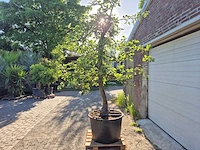Appelboom elstar - fruit tree - malus domestica - hoogte ca. 300 cm - afbeelding 5 van  7