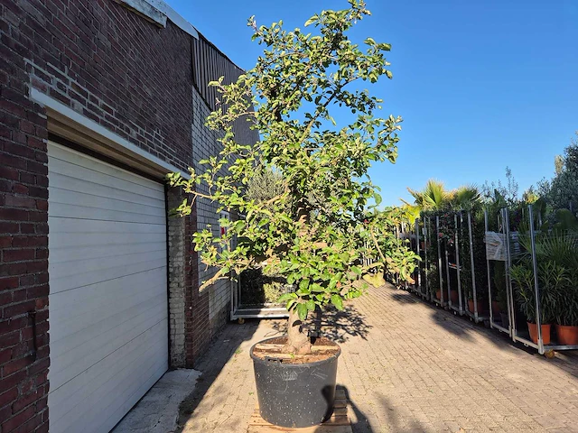Appelboom elstar - fruit tree - malus domestica - hoogte ca. 300 cm - afbeelding 6 van  7
