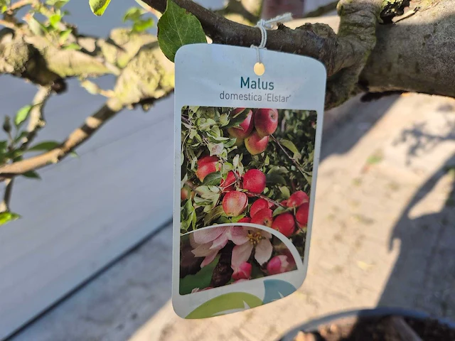 Appelboom elstar - fruit tree - malus domestica - hoogte ca. 300 cm - afbeelding 7 van  7