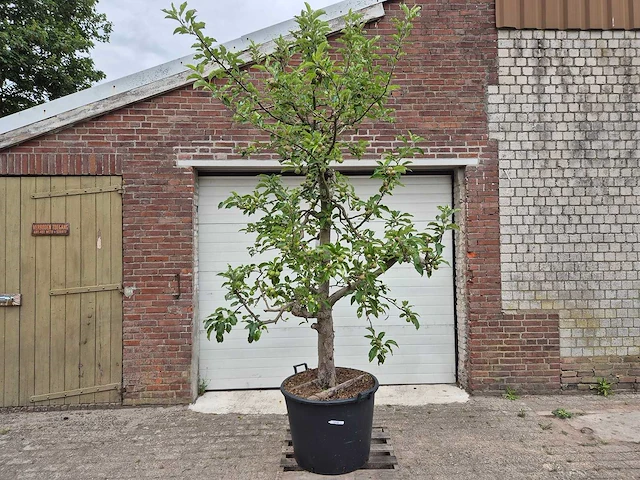 Appelboom elstar - fruit tree - malus domestica - hoogte ca. 300 cm - afbeelding 1 van  8