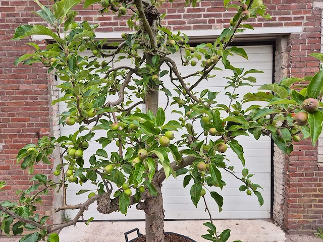 Appelboom elstar - fruit tree - malus domestica - hoogte ca. 300 cm - afbeelding 2 van  8