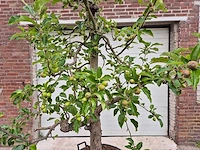 Appelboom elstar - fruit tree - malus domestica - hoogte ca. 300 cm - afbeelding 2 van  8