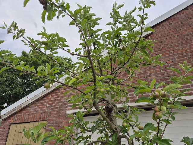 Appelboom elstar - fruit tree - malus domestica - hoogte ca. 300 cm - afbeelding 3 van  8
