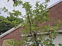 Appelboom elstar - fruit tree - malus domestica - hoogte ca. 300 cm - afbeelding 3 van  8
