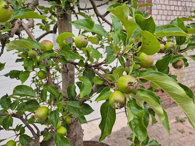 Appelboom elstar - fruit tree - malus domestica - hoogte ca. 300 cm - afbeelding 4 van  8