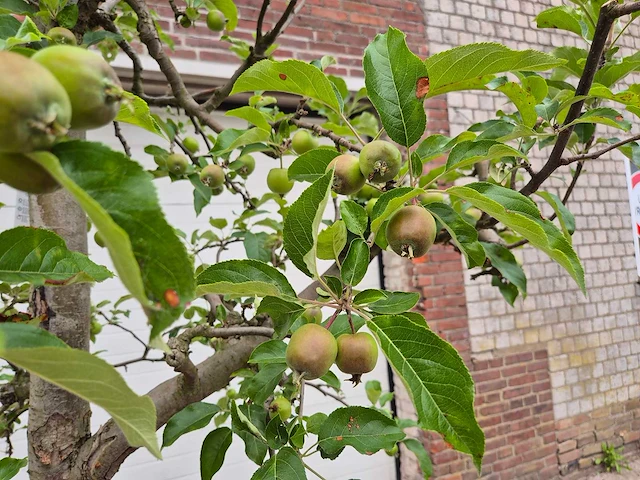 Appelboom elstar - fruit tree - malus domestica - hoogte ca. 300 cm - afbeelding 5 van  8
