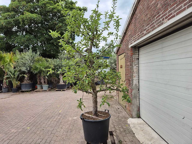 Appelboom elstar - fruit tree - malus domestica - hoogte ca. 300 cm - afbeelding 6 van  8