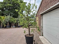 Appelboom elstar - fruit tree - malus domestica - hoogte ca. 300 cm - afbeelding 6 van  8