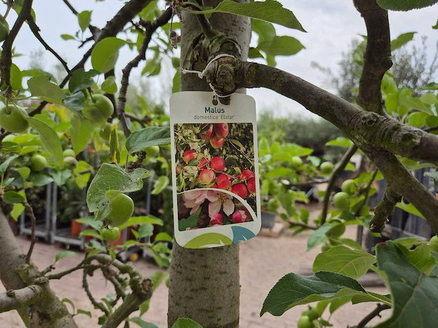 Appelboom elstar - fruit tree - malus domestica - hoogte ca. 300 cm - afbeelding 7 van  8