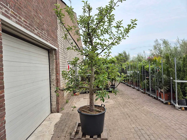 Appelboom elstar - fruit tree - malus domestica - hoogte ca. 300 cm - afbeelding 8 van  8
