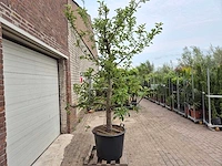 Appelboom elstar - fruit tree - malus domestica - hoogte ca. 300 cm - afbeelding 8 van  8