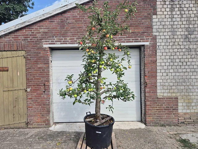 Appelboom elstar - fruit tree - malus domestica - hoogte ca. 300 cm - afbeelding 1 van  6