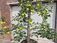 Appelboom elstar - fruit tree - malus domestica - hoogte ca. 300 cm - afbeelding 2 van  6