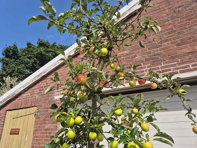 Appelboom elstar - fruit tree - malus domestica - hoogte ca. 300 cm - afbeelding 3 van  6