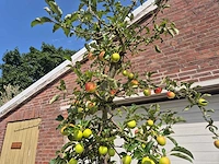 Appelboom elstar - fruit tree - malus domestica - hoogte ca. 300 cm - afbeelding 3 van  6