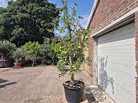 Appelboom elstar - fruit tree - malus domestica - hoogte ca. 300 cm - afbeelding 4 van  6