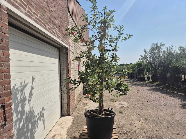 Appelboom elstar - fruit tree - malus domestica - hoogte ca. 300 cm - afbeelding 5 van  6