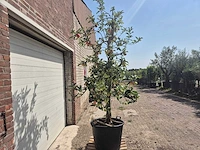 Appelboom elstar - fruit tree - malus domestica - hoogte ca. 300 cm - afbeelding 5 van  6