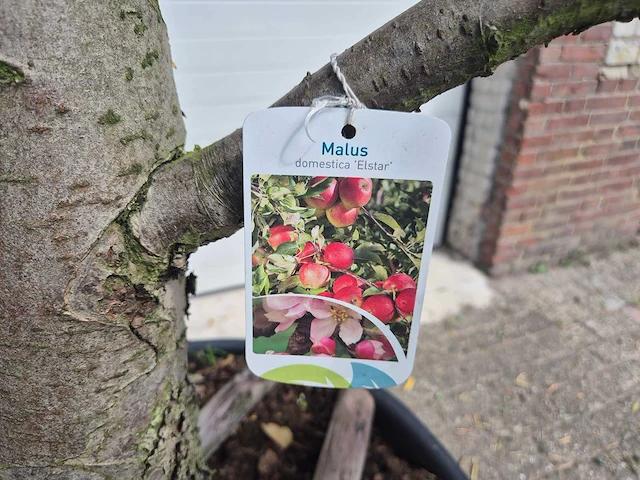 Appelboom elstar - fruit tree - malus domestica - hoogte ca. 300 cm - afbeelding 6 van  6
