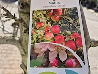 Appelboom elstar - malus domestica - hoogte ca. 250 cm - afbeelding 2 van  4