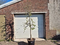 Appelboom elstar - malus domestica - hoogte ca. 250 cm - afbeelding 1 van  5