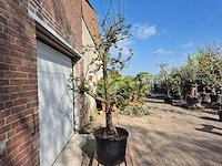 Appelboom elstar - malus domestica - hoogte ca. 250 cm - afbeelding 6 van  6
