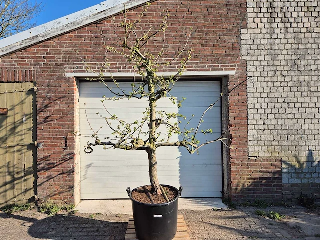 Appelboom elstar - malus domestica - hoogte ca. 300 cm - afbeelding 1 van  7