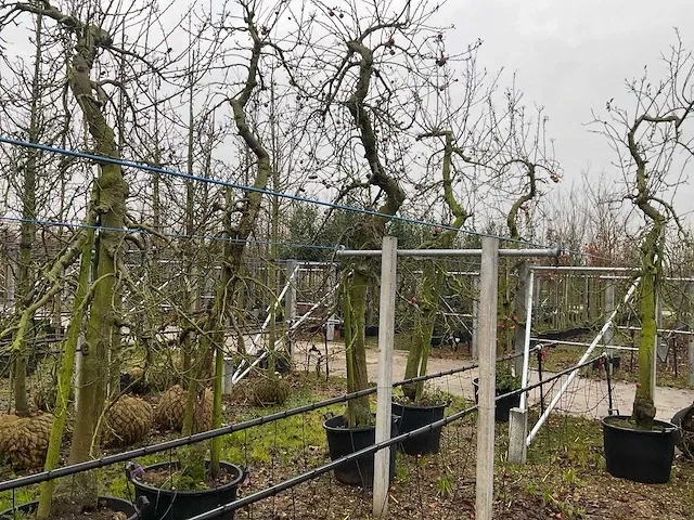 Appelboom elstar (3x) - afbeelding 1 van  4