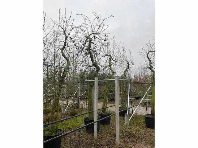 Appelboom elstar (3x) - afbeelding 2 van  4